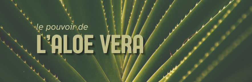le pouvoir de l'aloe vera sur les peaux irritées